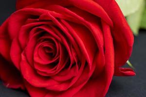 A beautiful red rose cut into pieces photo