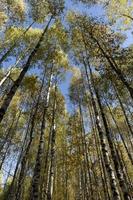 Autumn forest with a large number of birch trees photo