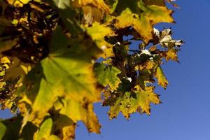 Yellowing maple foliage in the autumn season photo