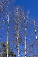 sunny autumn weather in a birch forest with a blue sky photo