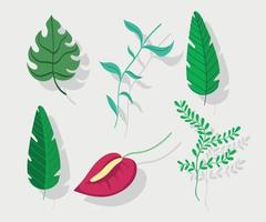 flower monstera leaves foliage branch icons botany vector