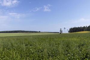 Deforestation for timber harvesting , forest photo