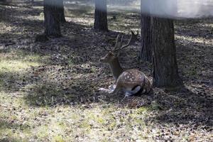 Deer resting in hot weather photo