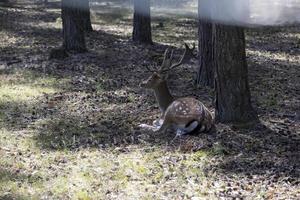 Deer resting in hot weather photo