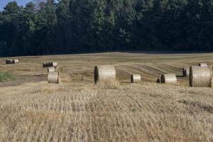 pila de paja después de cosechar el grano en el campo foto