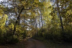 A road for cars in an autumn forest with trees photo