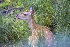 Deer resting in hot weather photo