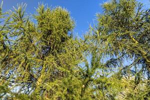 Spruce branches with green needles in sunny weather photo