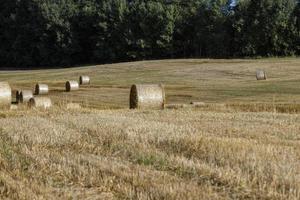 Straw stack after harvesting grain in the field photo