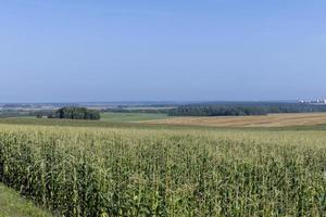 Corn field with green plants photo