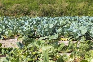 Agricultural field where cabbage is grown in cabbages photo