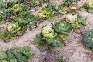 Agricultural field where cabbage is grown in cabbages photo
