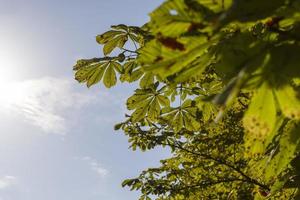 Deciduous trees with green foliage in summer photo