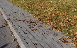 Maple tree foliage in autumn photo