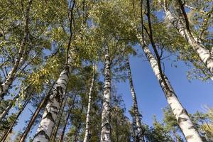 Birch grove with tall birch trees in autumn photo
