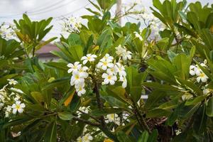 White Frangipani flower Plumeria alba with green leaves photo