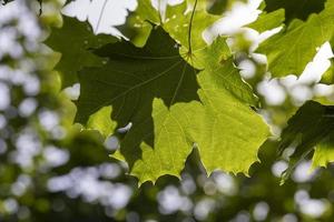 green maple leaves in late summer photo