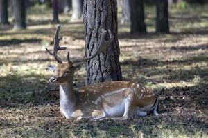 Deer resting in hot weather photo