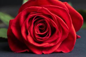 A beautiful red rose cut into pieces photo