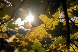 Maple tree foliage in autumn photo