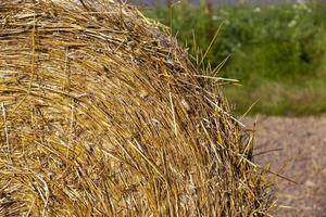 Straw stack after harvesting grain in the field photo