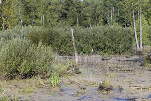 Swampy terrain with plants in summer photo