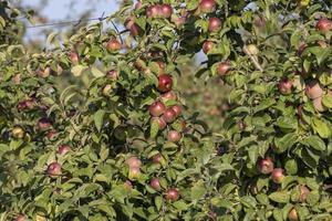 Apple harvest in the apple orchard photo