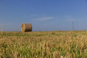 A field with cereals in the summer photo