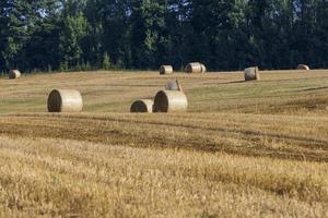 Straw stack after harvesting grain in the field photo