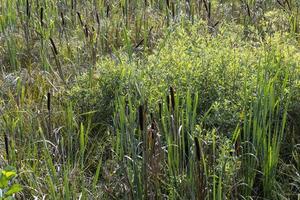 Swampy terrain with plants in summer photo