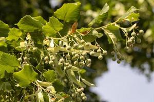 Linden tree at the end of the summer season photo