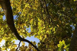 Yellowing maple foliage in the autumn season photo