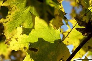 Yellowing maple foliage in the autumn season photo