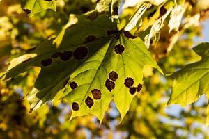 follaje de arce amarillento en la temporada de otoño foto