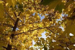 Maple tree foliage in autumn photo