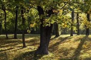 Autumn park with trees during leaf fall photo