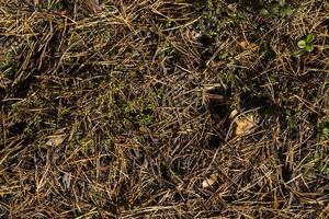 The ground covered with fallen pine needles in the forest photo