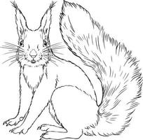 Squirrel black and white drawing. For illustrations and coloring books vector