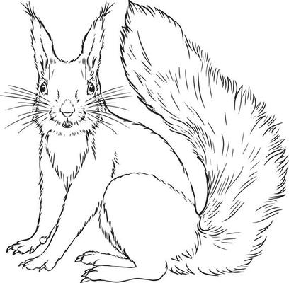 Squirrel black and white drawing. For illustrations and coloring books