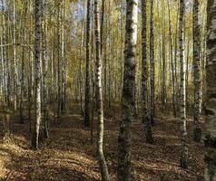 Autumn forest with a large number of birch trees photo