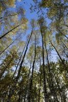 Autumn forest with a large number of birch trees photo