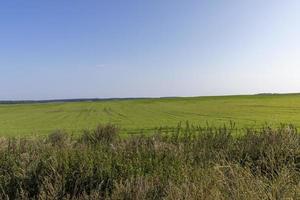 field with grass for harvesting fodder for cows photo