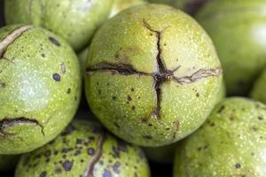 Ripe walnuts with green shells photo