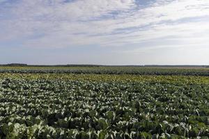 Agricultural field where cabbage is grown in cabbages photo