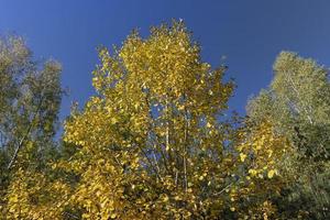 Birch grove with tall birch trees in autumn photo