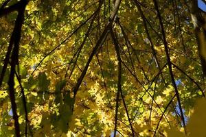 Maple tree during the autumn season photo