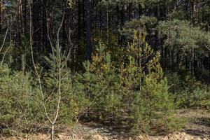 Coniferous pine tree with long needles photo