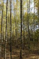 Autumn forest with a large number of birch trees photo