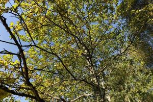 Oak tree in autumn leaf fall in sunny weather photo