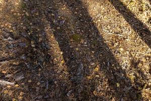 naturaleza otoñal con árboles durante la caída del follaje colorido foto